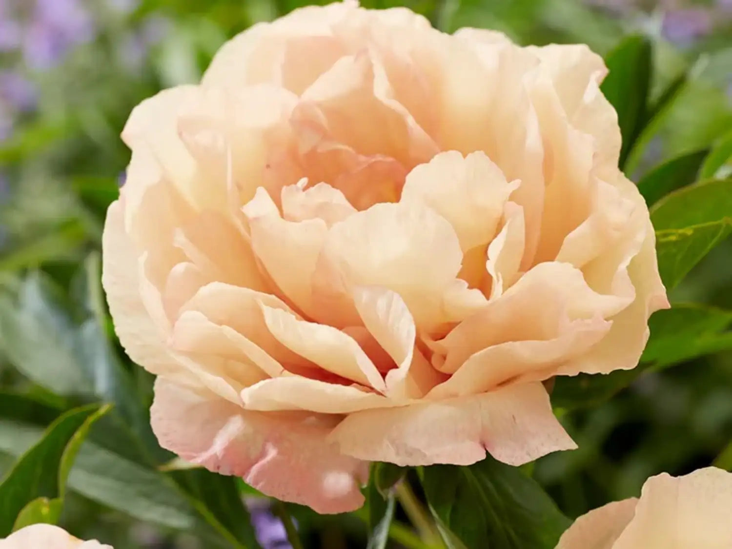 Pæon 'Canary Brilliant'
